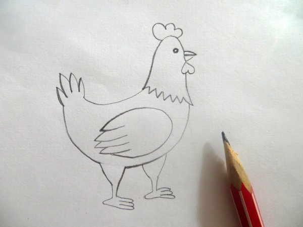 Курица для срисовки карандашом