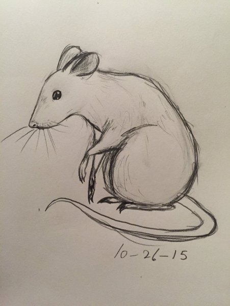 Крыса карандашом