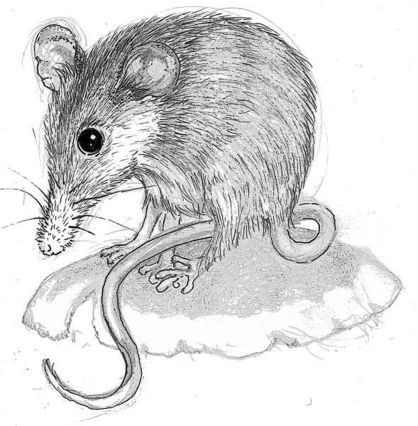 Красивые рисунки крысы карандашом