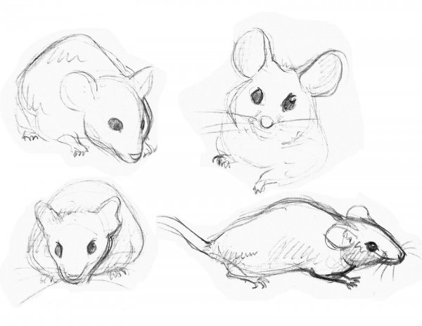 Мышь скетч