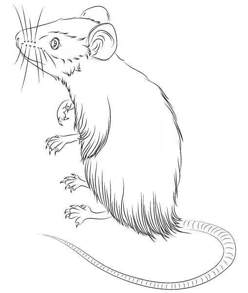 Крыса раскраска для детей