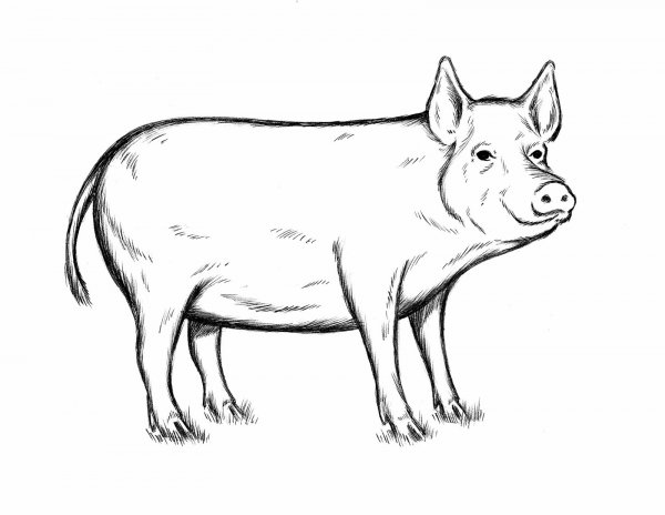 Свинья эскиз