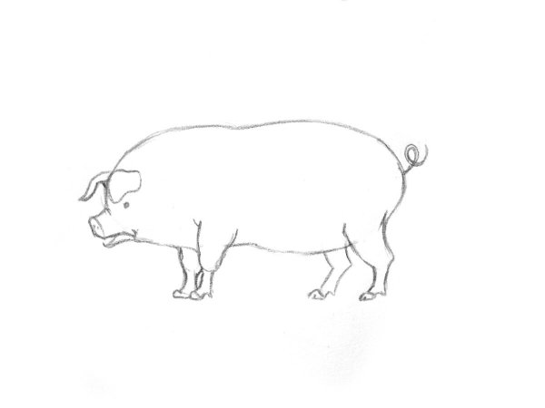 Нарисовать свинью карандашом
