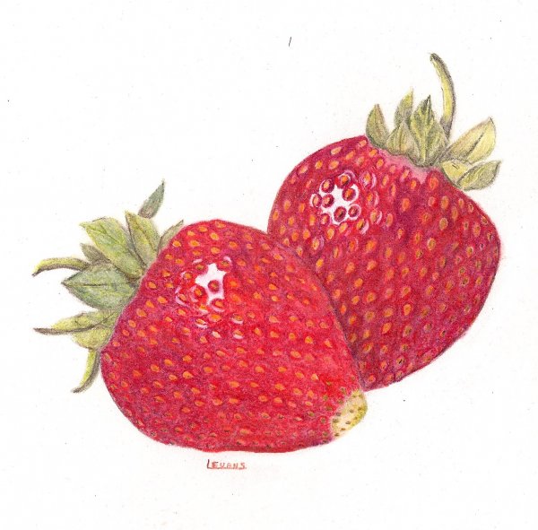 Клубника карандашом