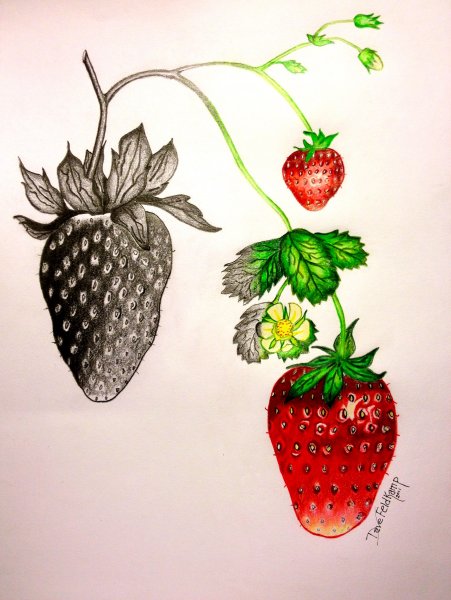 Клубника для срисовывания