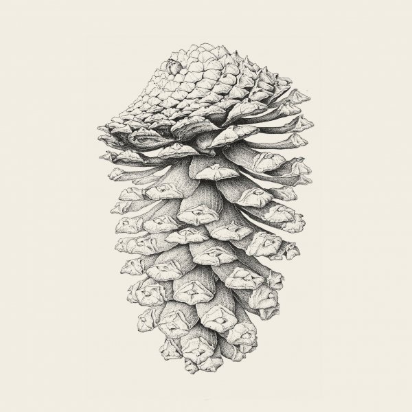 Милый рисунок шишка