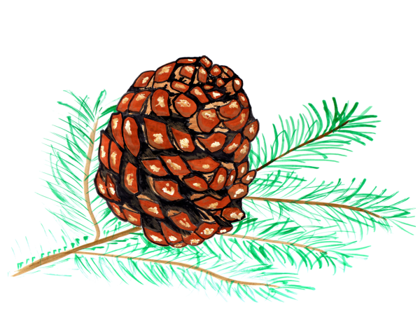 Зарисовать шишку сосны
