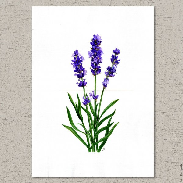 Лаванда акварель