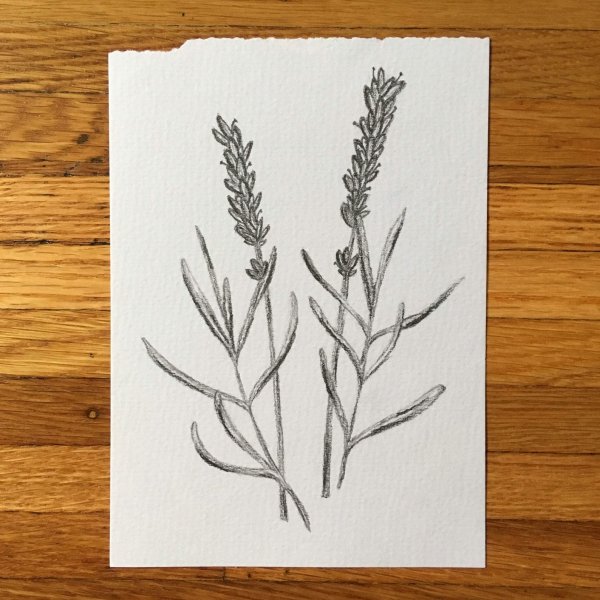 Набросок лаванды карандашом