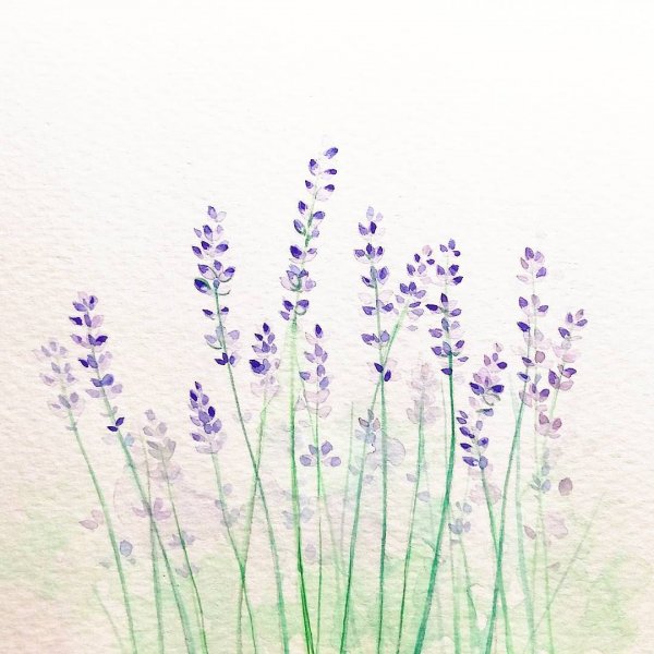 Лаванда акварель