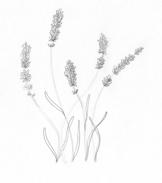 Лаванда карандашом