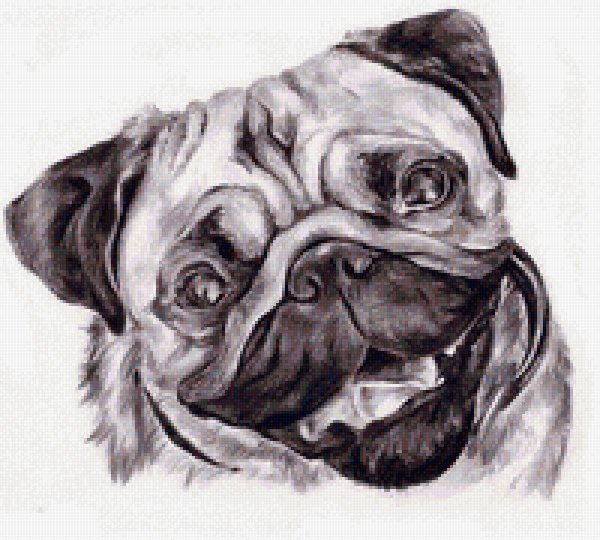 Собака для срисовки