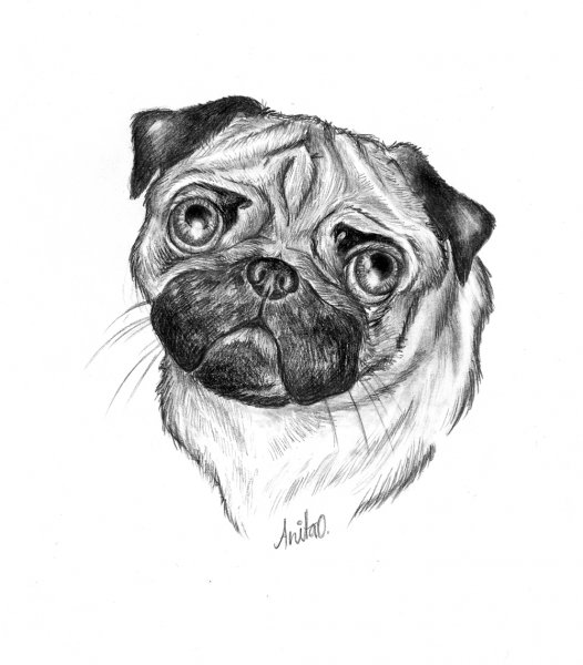 Мопс для срисовки