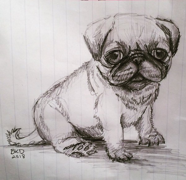 Мопс рисунок