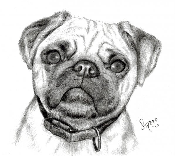 Мопс для рисования