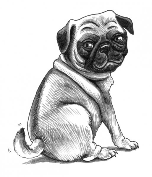 Рисунки для срисовки лёгкие мопсы