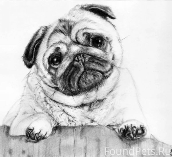 Мопс эскиз