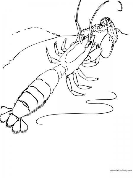 Креветка раскраска для детей