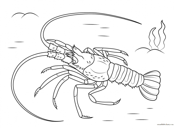 Лангуст рисунок