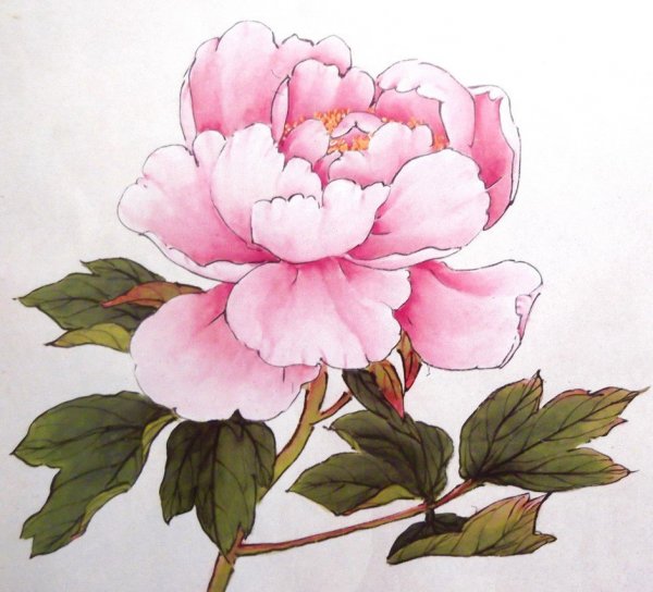 Пионы акварель