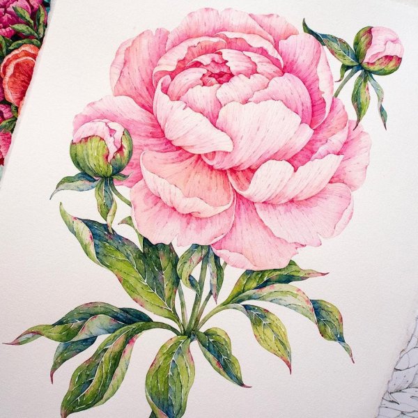 Пионы карандашом