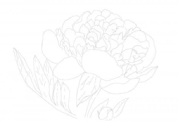 Пион поэтапное рисование