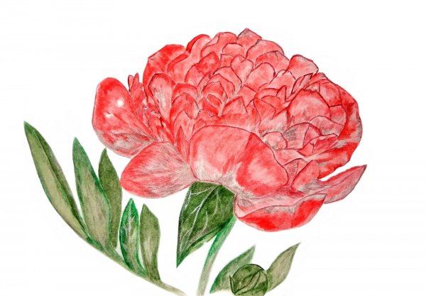 Цветы пионы