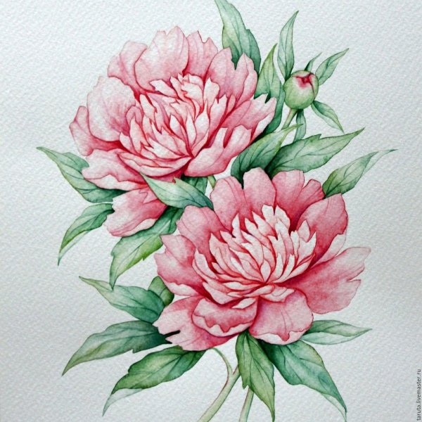 Акварель Тюлькина пионы