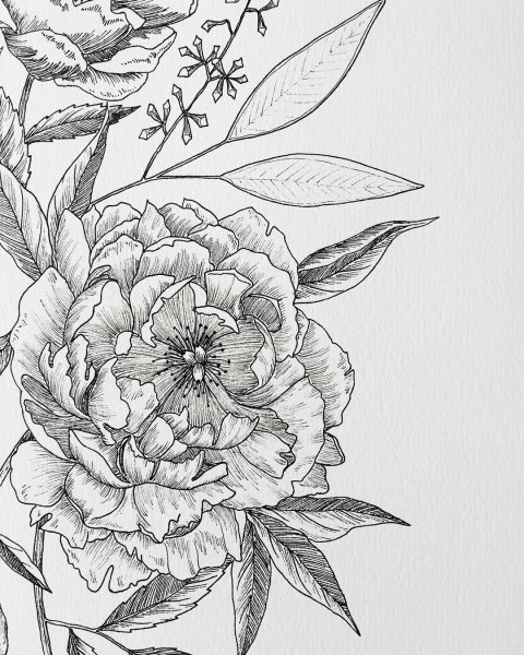 Пион дудлинг