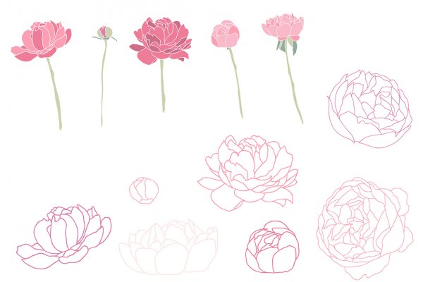 Поэтапное рисование пионов карандашом