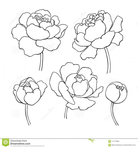 Пионы рисунок легкий