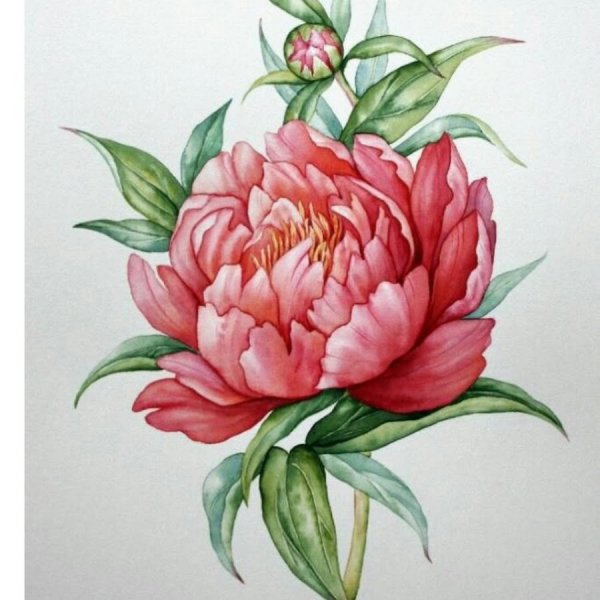 Пионы рисовка