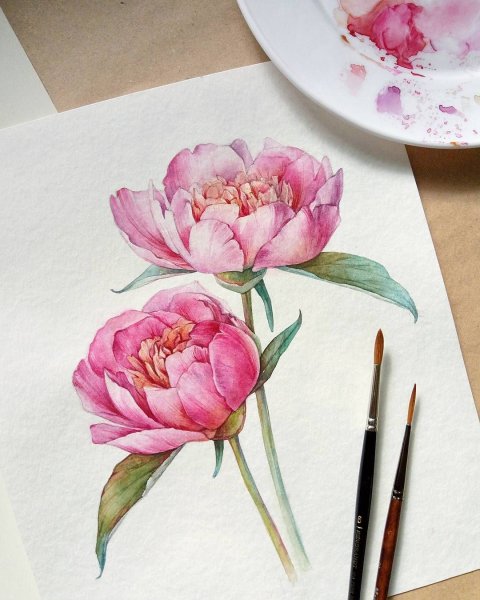 Пионы гуашью