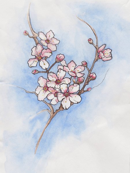 Сакура рисовка