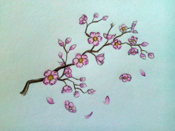 Сакура рисунок