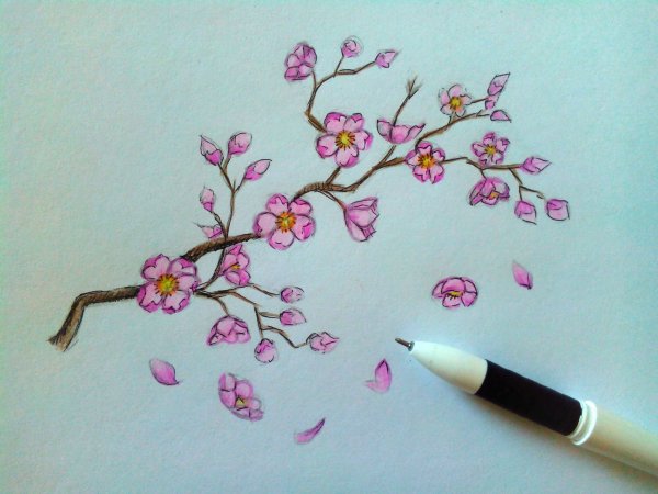 Сакура рисунок карандашом