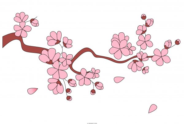 Ветка Сакуры рисунок