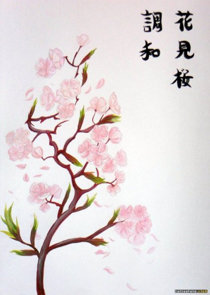 Ветка Сакуры рисунок