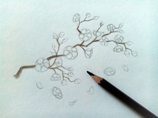 Ветка Сакуры рисунок карандашом