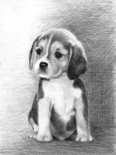 Рисунки животных карандашом