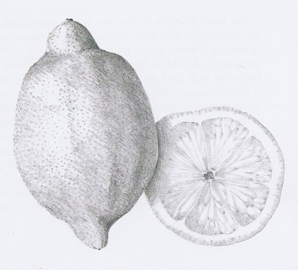 Лимон карандашом