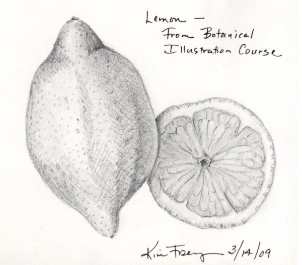 Зарисовки лимона карандашом