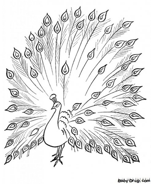 Павлин раскраска для детей