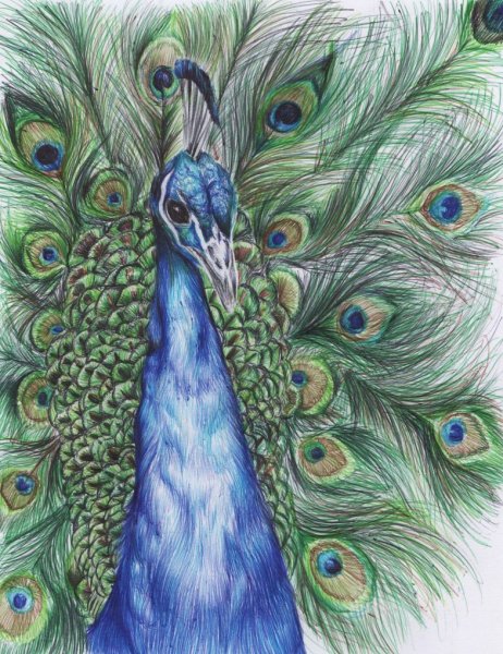 Павлин карандашом