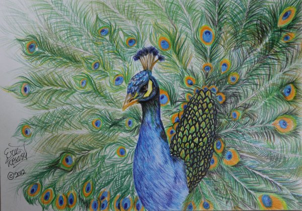 Хвост павлина карандашом