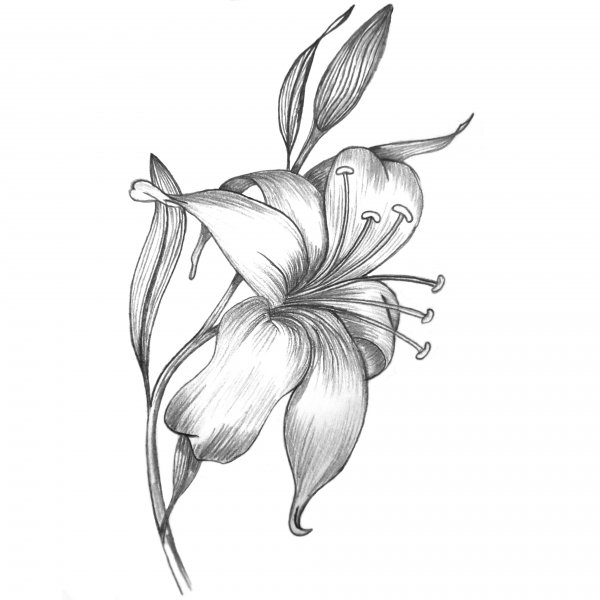 Красивые цветы карандашом