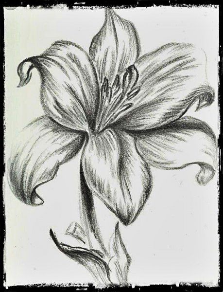 Цветы карандашом