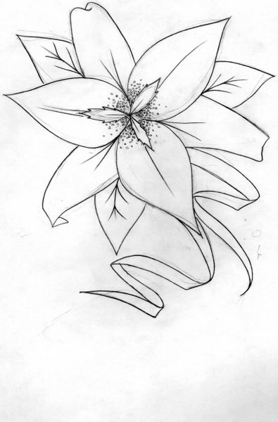 Эскизы цветов лилии