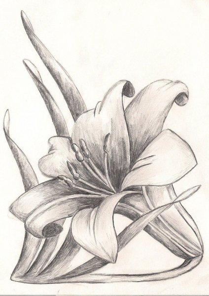 Лилия набросок