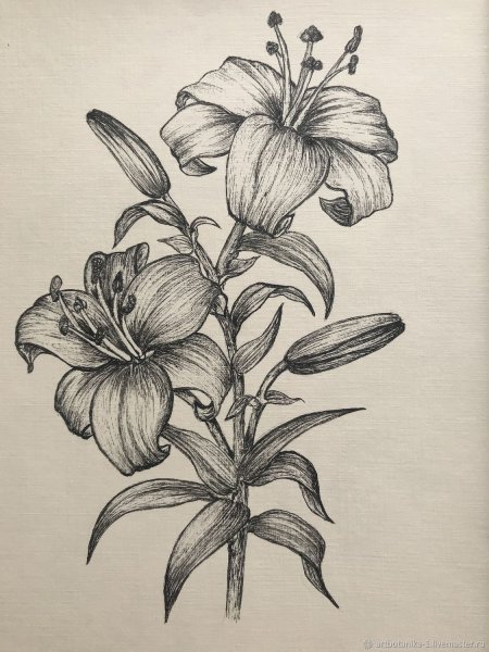 Лилии в графике